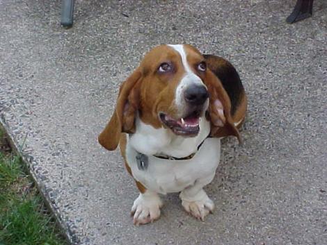 Basset Hound