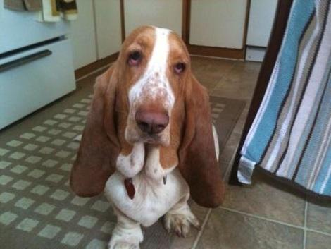 Basset Hound