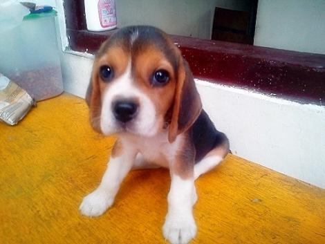 Beagle