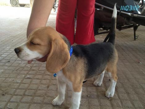 Beagle