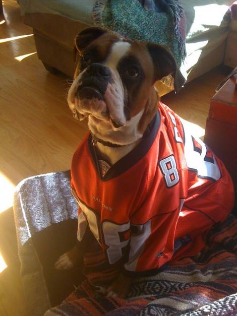 Boxer Boxer