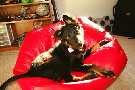 A Dog Named Rinni Female
