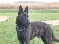 German Shepherd