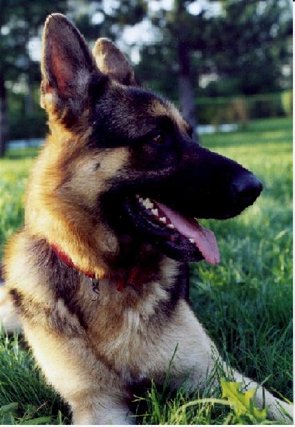 German Shepherd