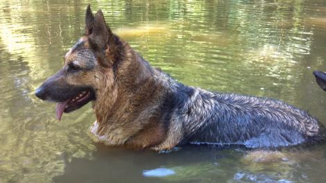 A Dog Named Bear German Shepherd