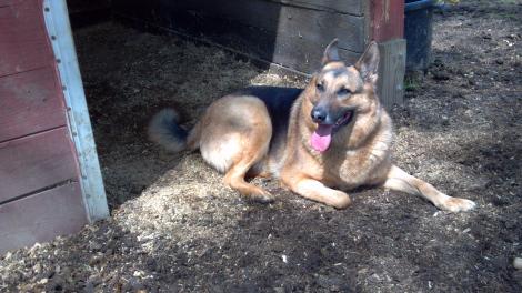 A Dog Named Bear German Shepherd