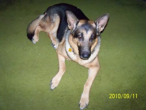 German Shepherd German Shepherd