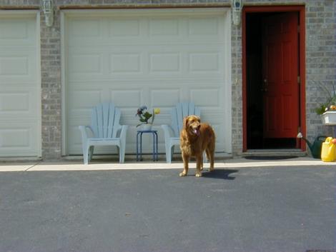 Golden Retriever