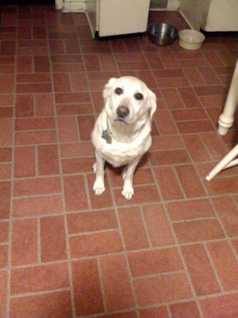 A Dog Named Nugget Labrador Retriever