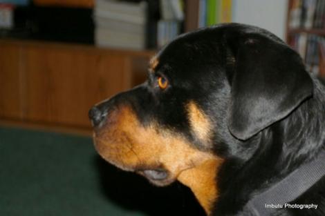 Rottweiler