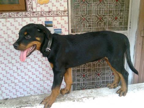 Rottweiler