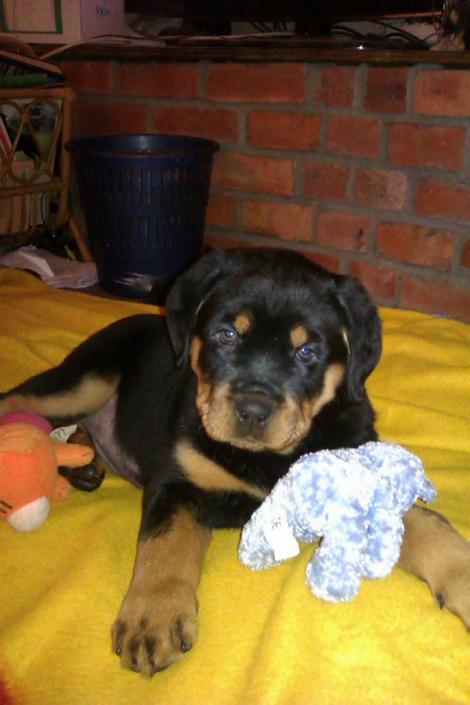 Rottweiler