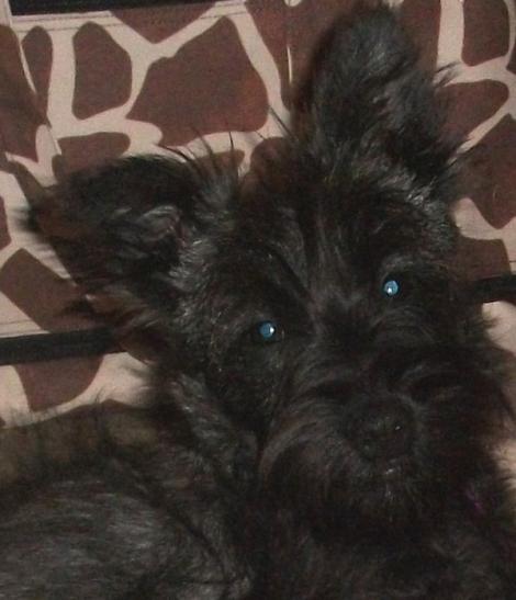 Scottish Terrier