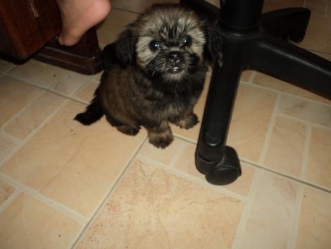 Shih tzu