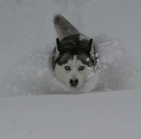 Siberian Husky