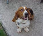 Basset Hound