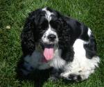 Cocker Spaniel