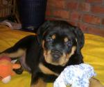 Rottweiler