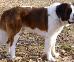 Saint Bernard