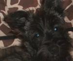 Scottish Terrier