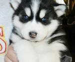 Siberian Husky