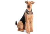 Airedale Terrier