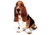 Basset Hound