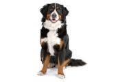 Bernese Mountain Dog