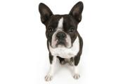 Boston Terrier