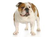 Bulldog