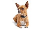 Chihuahua Chihuahua