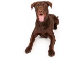 Chocolate Lab