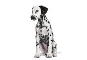 Dalmatian