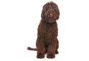 Labradoodle