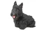 Scottish Terrier