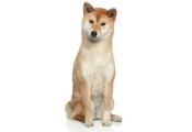 Shiba Inu