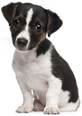 Jack Russell Terrier Puppy