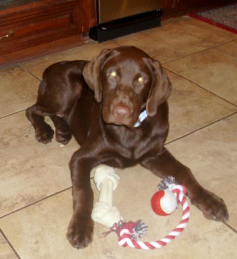 Chocolate Lab