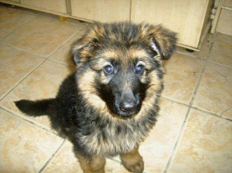 German Shepherd