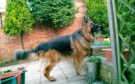 German Shepherd