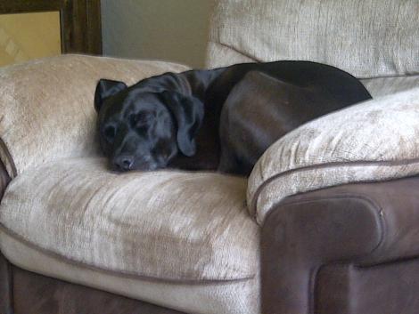 A Dog Named Harley Male