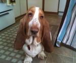 Basset Hound