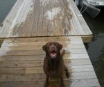 Chocolate Lab