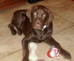 Chocolate Lab