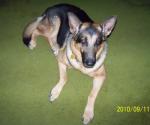 German Shepherd