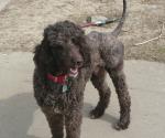Poodle