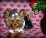 Yorkie