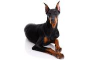 Doberman